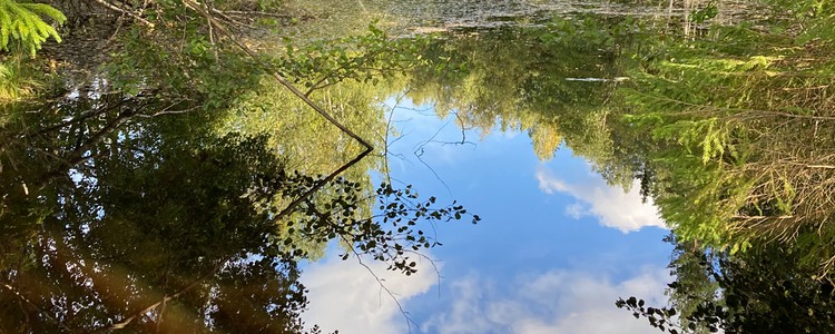 Stilla vatten i lummig lövskog.