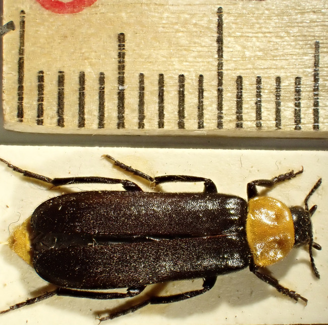 Rödhalsad brunbagge