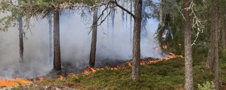 Naturvårdsbränning i tallskog. Foto: Magnus Nordström
