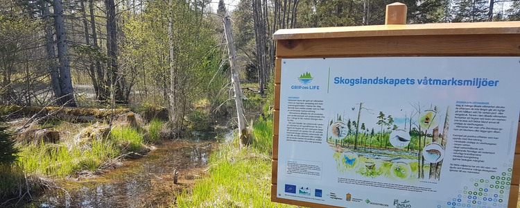En informationsskylt om skogslandskapets våtmarker på demoslingan Sandvadsbäcken-Emån utanför Kalmar. Foto: Martin Hederskog