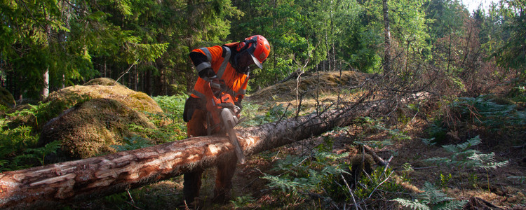 Skogsarbetare som med hjälp av motorsåg fräser bort barken från trästammar. Foto: Mattias Sparf