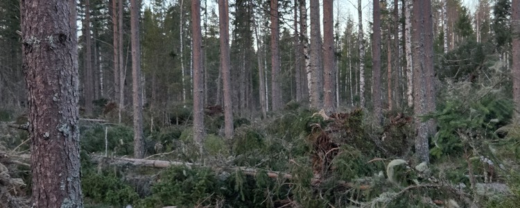 Skador efter stormen Johannes tagna i Sörböle, Västernorrlands län. Foto: Magnus Martinsson