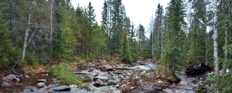 Karlsbäcken i Lögdeälven, Västerbotten, efter restaurering