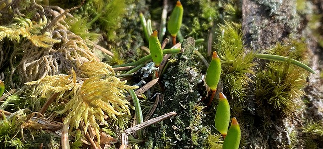 Grön sköldmossa och andra mossor på murken ved i naturvårdsavtal