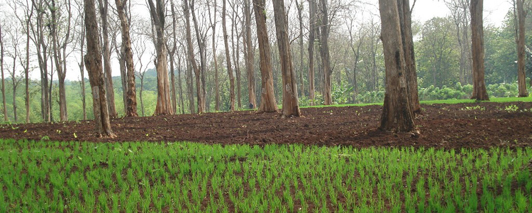 Agroforestry