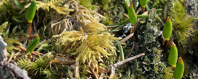 Grön sköldmossa och andra mossor på murken ved i naturvårdsavtal. Foto: Linda Vålberg