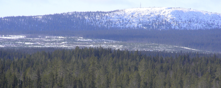 Barrskog med snötäckta berg vid horisonten.  Foto: Åke Sjöström/Skogsstyrelsen