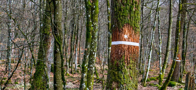 ENG protected forest land in the south of Sweden. Foto: Yaman Albolbol