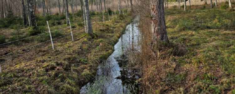 Linnehagakärret, Ire, Blekinge. Före restaurering/dikespluggning