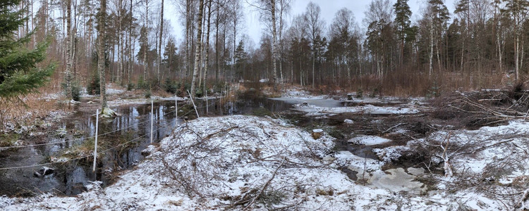 Vattennivån stiger på våtmark några veckor efter restaureringen