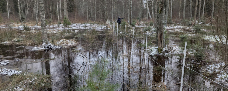 Några månader efter att diken pluggats igen i Linnehagskärret, Ire, Blekinge. Foto: Jonatan Wollmér
