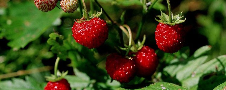 Närbild på klarröda smultron. Foto: Kenneth johansson