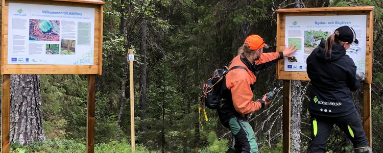 Montering av skyltar på demonstrationsområdet om naturvårdande skötsel vid Hällfors, Byske. Foto: Göran Andersson