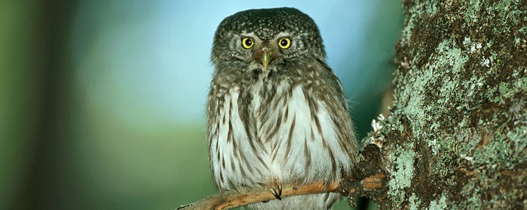 An owl sits on a tree branch, staring straight into the camera. Foto: Kenneth Johansson