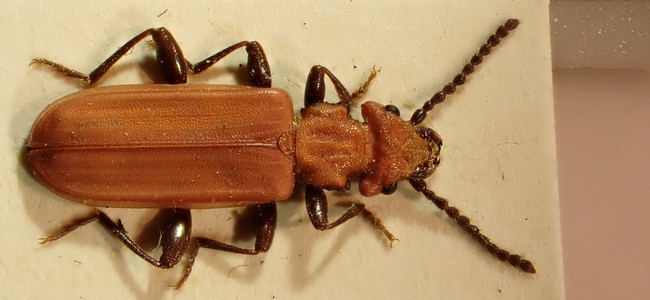 Cinnoberbagge, både som imago - den fullbildade, vuxna insekten - och larv
