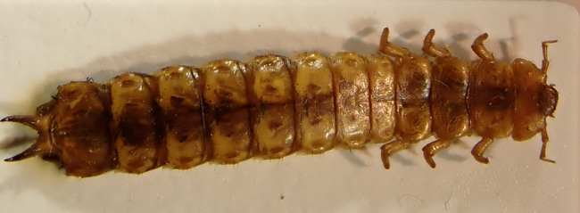 Cinnoberbagge, både som imago - den fullbildade, vuxna insekten - och larv