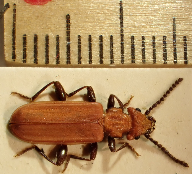 Cinnoberbagge, både som imago - den fullbildade, vuxna insekten - och larv