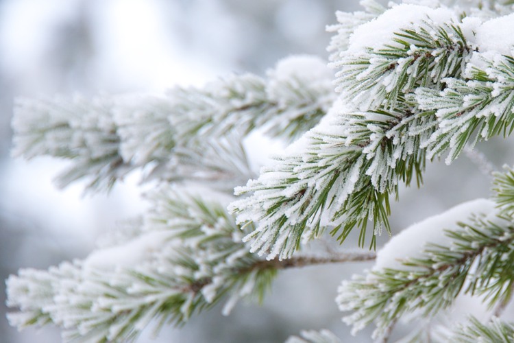Grankvist med snö och rimfrost.