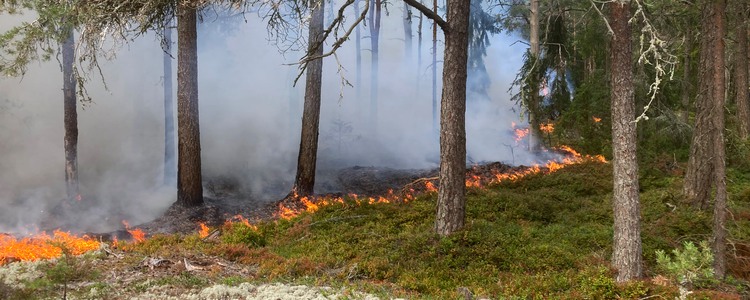Naturvårdsbränning i tallskog. Foto: Magnus Nordström