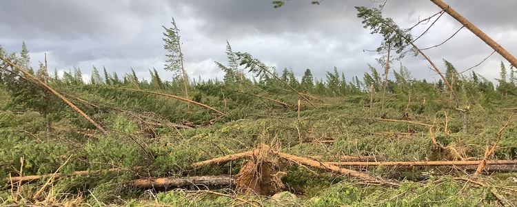 Stormfällda träd. Foto: Rickard Vesterlund