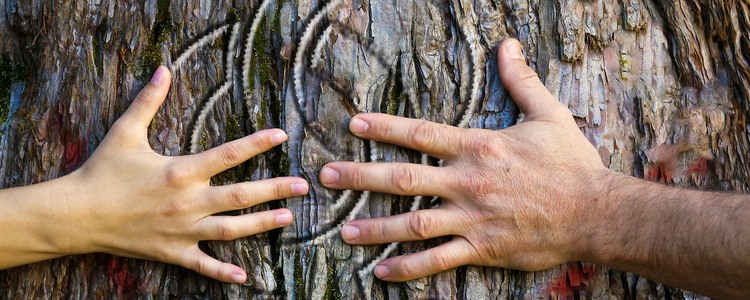 Hands of couple in love hugging a tree with painted red heart. Marriage, relationship, love concept.