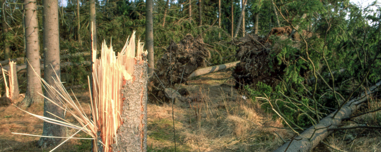 En avbruten stubbe med stormfälld skog i bakgrunden.