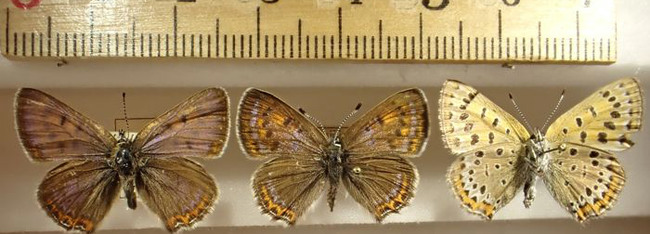 Violett guldvinge - från vänster syns hane, hona och fjärils undersida.