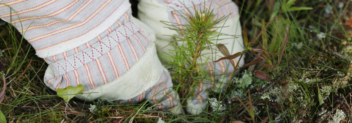 Närbild på händer som planterar en granplanta.  Foto: Barbro Wickström