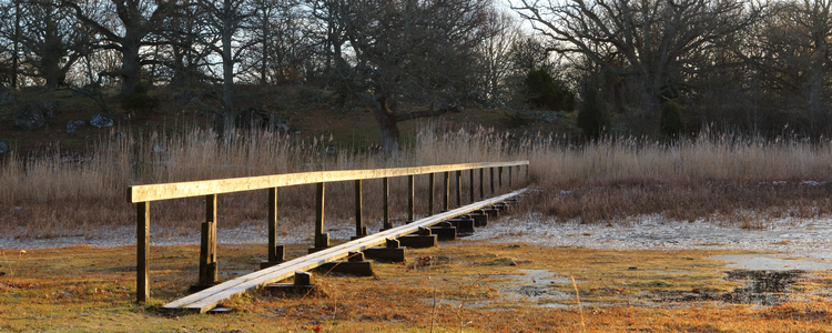 En solbelyst spång i eklandskap. Foto: Ulf Lindroth