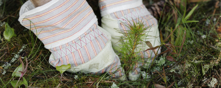 close-up of hands planting a pine seedling outdoors. Foto: Barbro Wickström