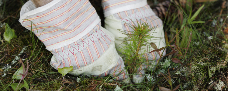 close-up of hands planting a pine seedling outdoors