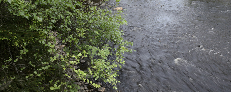 Besök vid demoslingan vid Svanån i maj 2018. Foto: Tomas Järnetun