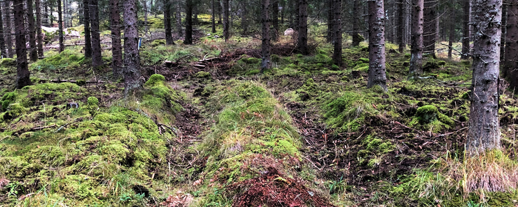 Körskada på kolbotten i skog utanför Boxholm, Östergötland. Foto: Kjell Svarvar