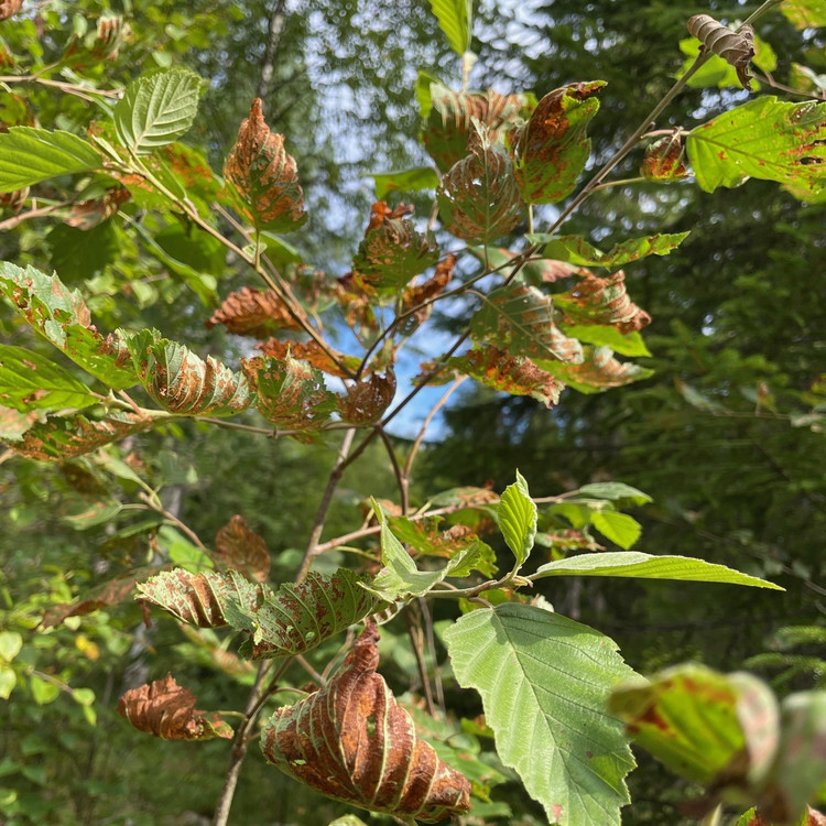 Al angripen av alrost i ett angrepp i Gävleborg. Foto: Nils Frank