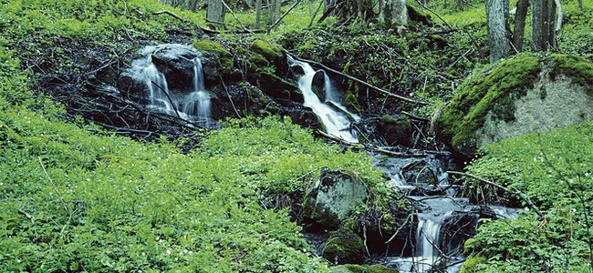 En bäck rinner genom en skog.