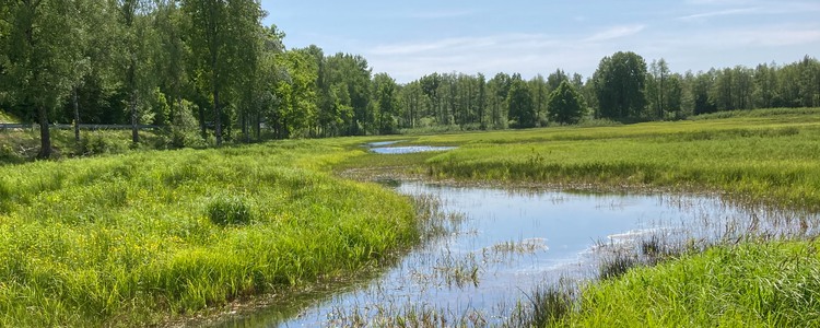 en vy över Strågeryds våtmark, Blekinge. Foto: Maria Larsson