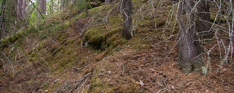 Granskog i slänt med sättningar i marken.