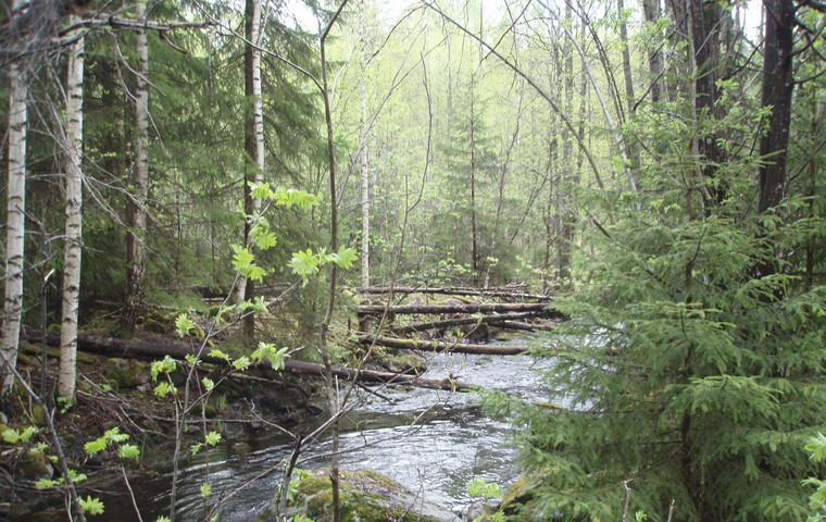Vattendrag i lövskog.  Foto: Josefina Sköld