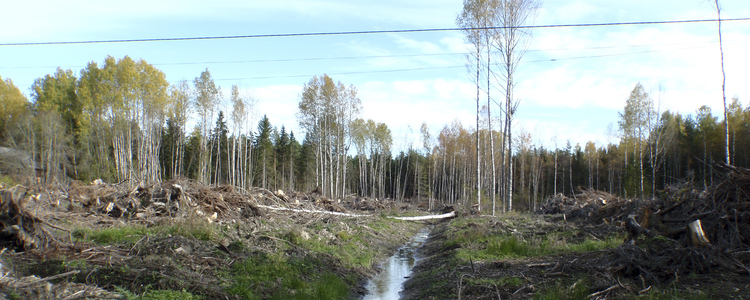 Skogsdike.  Foto: Josefina Sköld