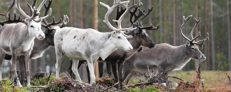 Lyssnande renar på ett markberett hygge sydväst om Tänndalen.  Foto: Åke Sjöström