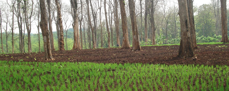 Agroforestry