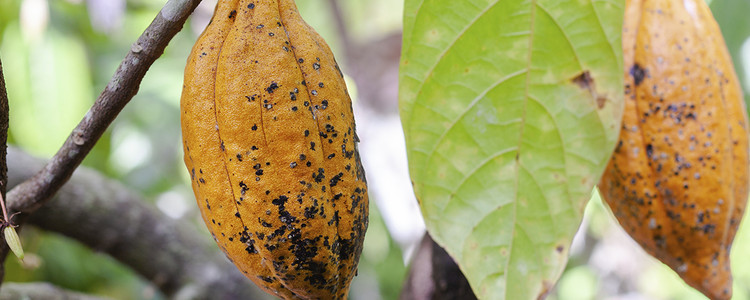 Kakaobönor. Foto: Mostphotos