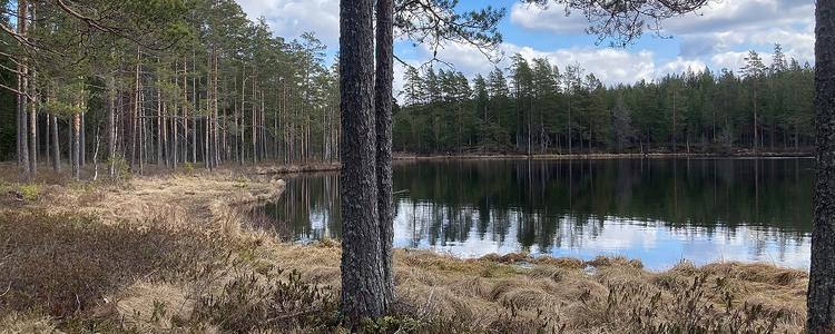 En stilla tjärn i tallskog speglar himlen.