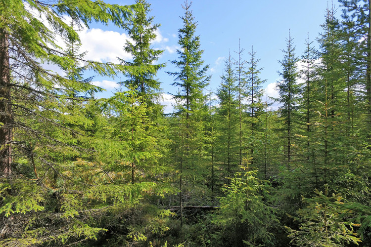 Skiktad grandominerad ungskog