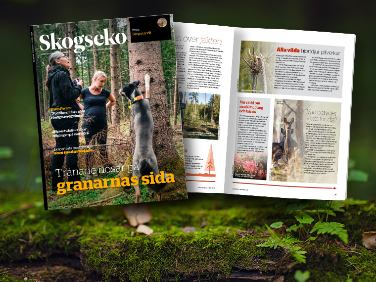 Bild på omslaget till nya Skogseko.
