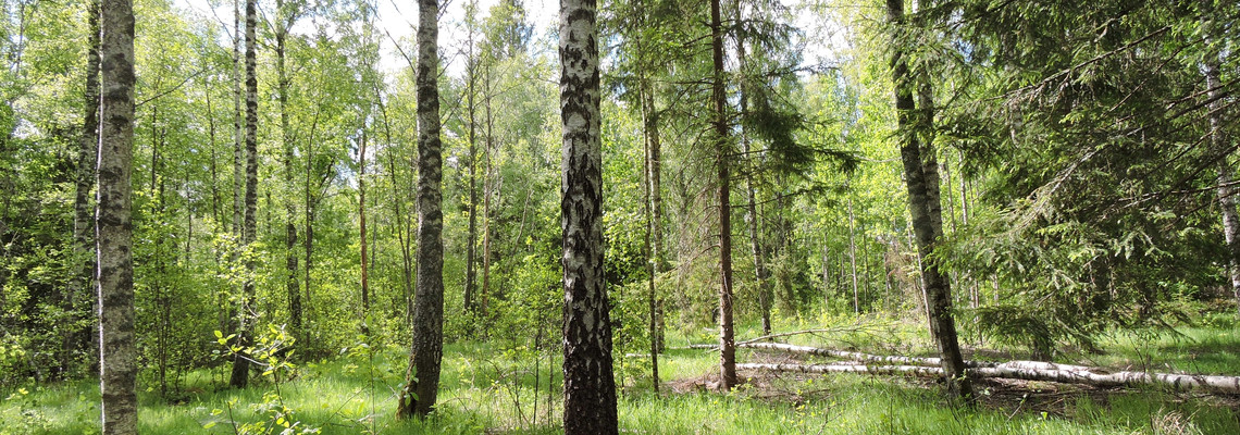  Björkskog med gräsväxt, äldre björkskog, fd. inäga. Foto: Jan Torstensson
