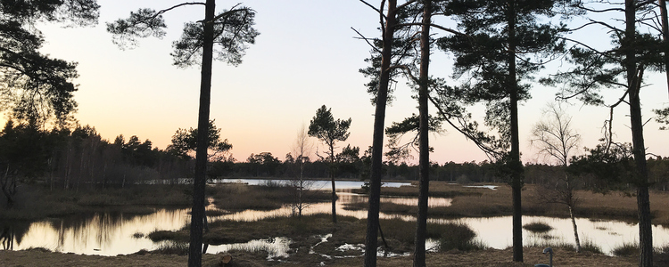 Svaide vät med tallar som växer längs vätens kant. Solen går ner och himlen är svagt rosa.  Foto: Amanda Overmark