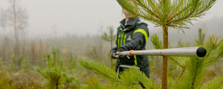 En bild från filmen om Älgbetesinventering. Foto: Bulldozer