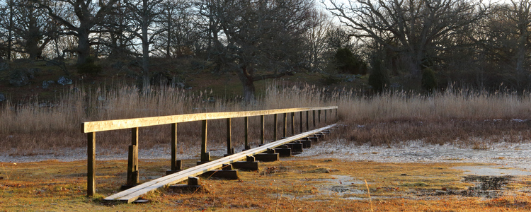 En solbelyst spång i eklandskap. Foto: Ulf Lindroth