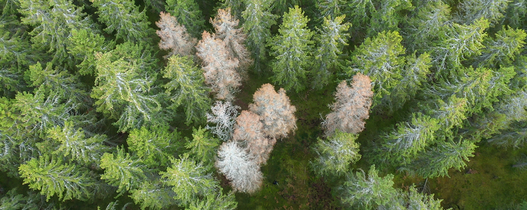 Drönarbild över skog som angripits av granbarkborre